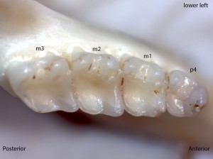 Tamias senex, lower left jaw